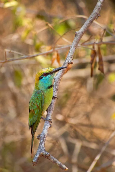 Green Beeater Merops Orientalis Udawalawe National Park Sri Lanka Asia — стокове фото
