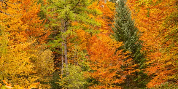德国巴伐利亚 Oberammergau Bavaria Bavarian Alps Linderhof Palace公园的秋天混合森林景观 — 图库照片