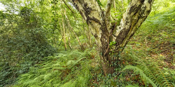 Forest View Pimiango Ribadedeva Asturias España Europa — Foto de Stock
