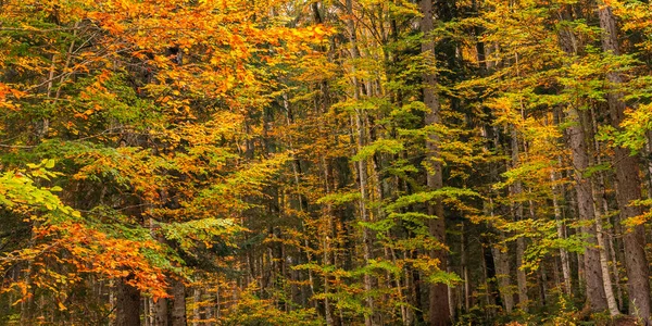 Autumn Mixed Forest View Park Linderhof Palace Βαυαρικές Άλπεις Oberammergau — Φωτογραφία Αρχείου