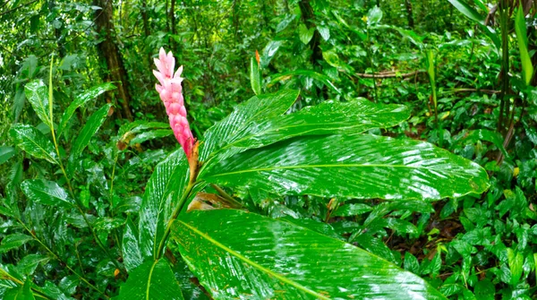 Kwiat Tropikalny Las Tropikalny Park Narodowy Marino Ballena Uvita Osa — Zdjęcie stockowe