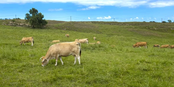 Casina Cows Oyambre Natural Park Cantabria Spain Europe —  Fotos de Stock