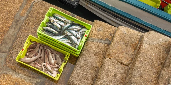 Malpica Bergantinos Coruna Galicia Spain Europe渔港新捕获的鱼 — 图库照片