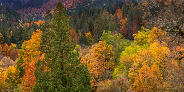 Hösten Blandad Skogsutsikt Från Parken Linderhof Palace Bayerska Alperna Oberammergau — Stockfoto