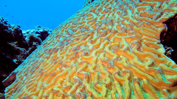 Мозковий Корал Кораловий Риф Карибське Море Ісла Джувентуд Куба Америка — стокове фото