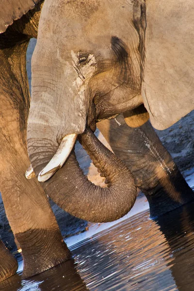 Elefante Loxodonta Africana Río Chobe Parque Nacional Chobe Botswana África — Foto de Stock