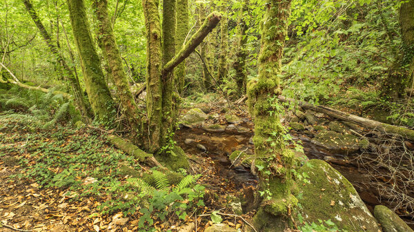 Fragas do Eume Natural Park, Pontedeume, A Coruna, Galicia, Spain, Europe