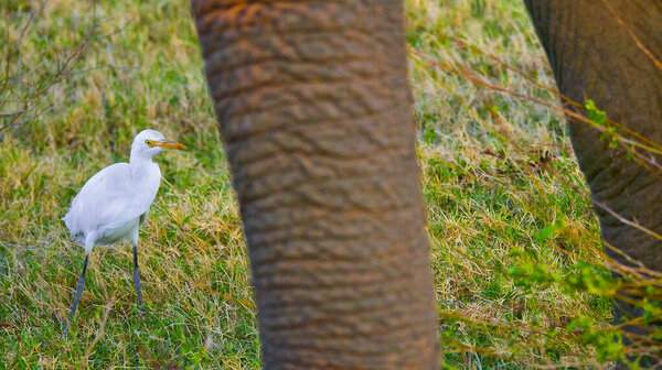 Egret, Bubulcus ibis, Sri Lankan Elephant, Elephas maximus maximus, Wilpattu National Park, Sri Lanka, Asia