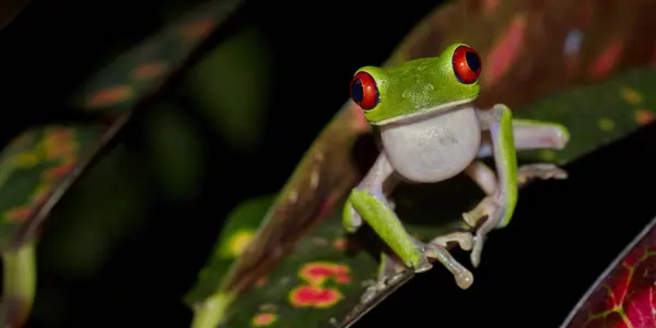 Kırmızı Gözlü Ağaç Kurbağası Agalychnis Callidryas Tropikal Yağmur Ormanı Corcovado Telifsiz Stok Imajlar