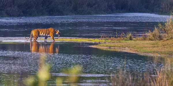 Bengal Tiger Panthera Tigris Tigris Royal Bardia National Park Bardiya Стокове Фото