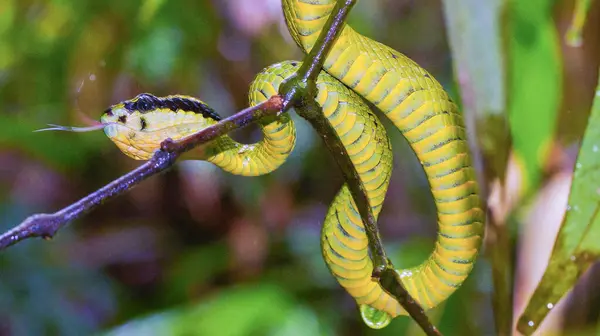 Sri Lankalı Yeşil Çukur Viper Trimeresurus Trigonocephalus Sinharaja Ulusal Parkı Telifsiz Stok Fotoğraflar