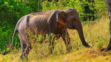 Sri Lanka Fili, Asya Fili, Elephas maximus maximus, Minneriya Ulusal Parkı, Sri Lanka, Asya