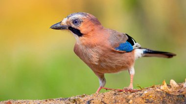 Jay, Garrulus glandarius, Orman Göleti, Akdeniz Ormanı, Castilla y Leon, İspanya, Avrupa