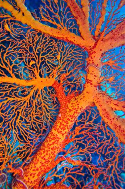 Sea Fan, Sea Whips, Gorgonian, Reef Building Corals, Mercan Resifi, Bunaken National Marine Park, Bunaken, North Sulawesi, Endonezya, Asya