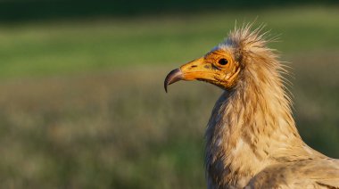 Egyptian Vulture, Neophron percnopterus, Agricultural Fields, Castilla y Leon, Spain, Europe clipart