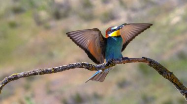 Bee-eater, Merops apiaster, Mediterranean Forest, Castilla y Leon, Spain, Europe clipart