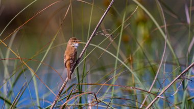 Reed Warbler, Acrocephalus scirpaceus, Tablas de Daimiel Ulusal Parkı, Daimiel, Ciudad Real, Castilla La Mancha, İspanya, Avrupa