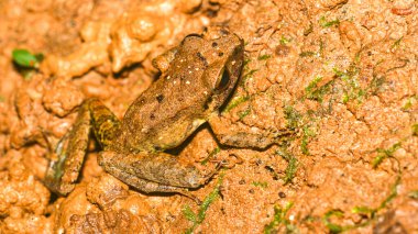 Tropical Frog, Tropical Rainforest, Napo River Basin, Amazonia, Ecuador, America clipart