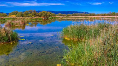 Tablolar Daimiel Ulusal Parkı, Daimiel, Ciudad Real, Castilla La Mancha, İspanya, Avrupa