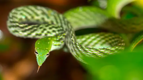 stock image Green Vine Snake, Long-nosed Whip Snake, Ahaetulla nasuta, Sinharaja National Park Rain Forest, World Heritage Site, UNESCO, Biosphere Reserve, Sri Lanka, Asia