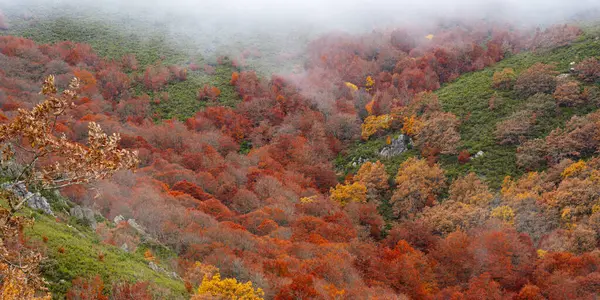 stock image Hayedo de la Pedrosa Natural Protected Area, Beech Forest Autumn Season, Fagus sylvatica, Riofro de Riaza, Segovia, Castilla y Leon, Spain, Europe