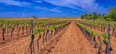 Valdepenas Vineyards, Ciudad Real, Valdepeas Denominacin de Origen, Castilla La Mancha, İspanya, Avrupa