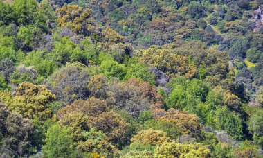 Akdeniz Orman Ovası, Arribes del Duero Doğal Parkı, SPA, SAC, Biyosfer Rezervi, Salamanca, Castilla y Leon, İspanya, Avrupa