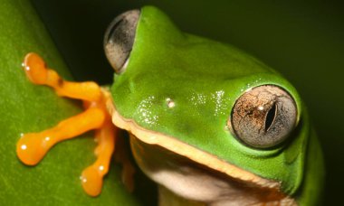 Kaplan Çizgili Yaprak Kurbağası, Callimedusa Tomopterna, Tropikal Yağmur Ormanı, Napo Nehri Havzası, Amazonia, Ekvador, Amerika