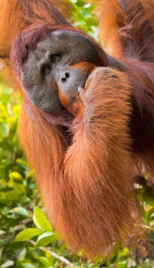 Orangutan, Pongo pygmaeus, Sekonyer River, Tanjung Puting National Park, Kalimantan, Borneo, Indonesia clipart