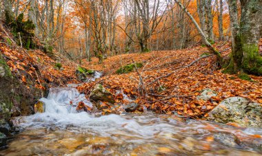 Stream Beech Forest, Hayedo de la Pedrosa Doğal Koruma Alanı, Beech Forest Sonbahar Sezonu, Fagus sylvatica, Riofrio de Riaza, Segovia, Castilla y Leon, İspanya, Avrupa