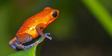 Dart Zehirli Kurbağa, Mavi Kot, Oophaga pumilio, Dendrobates pumilio, Tropikal Yağmur Ormanları, Boca Tapada, Alajuela Eyaleti, Kosta Rika, Amerika