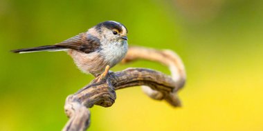 Long-tailed Tit, Aegithalos caudatus, Mediterranean Forest, Castilla y Leon, Spain, Europe