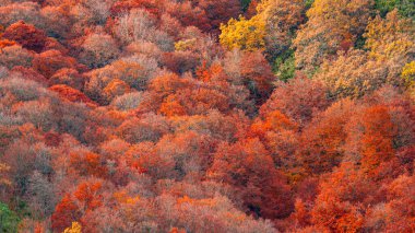 Hayedo de la Pedrosa Doğal Koruma Alanı, Beech Ormanı Sonbahar Sezonu, Fagus Sylvatica, Riofrio de Riaza, Segovia, Castilla y Leon, İspanya, Avrupa