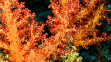 Çok dallı Mercan Ağaçları, Yumuşak Mercan, Resif Yapan Mercanlar, Mercan Resifi, Kızıldeniz, Mısır, Afrika