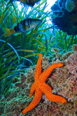 Red Starfish, Echinaster sepositus, Cabo Cope-Puntas del Calnegre Natural Park, Mediterranean Sea, Murcia, Spain, Europe clipart