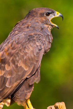 Şahin, Buteo buteo, Akdeniz Ormanı, Kastilya Leon, İspanya, Avrupa