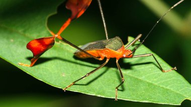 Shield Bug, Chust Bug, Hemiptera, Tropikal Yağmur Ormanları, Napo Nehri Havzası, Amazonia, Ekvador, Amerika