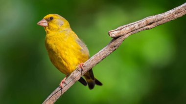 Greenfinch, Carduelis klorisi, Akdeniz Ormanı, Castilla y Leon, İspanya, Avrupa