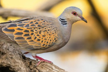 Turtle Dove, Streptopelia Turtur, Akdeniz Ormanı, Castilla y Leon, İspanya, Avrupa
