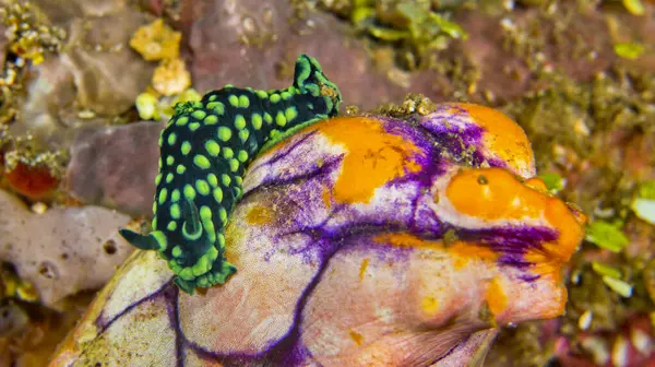 stock image Crested Nembrotha Sea Slug, Nembrotha cristata, Reef Building Corals, Coral Reef, Bunaken National Marine Park, Bunaken, North Sulawesi, Indonesia, Asia