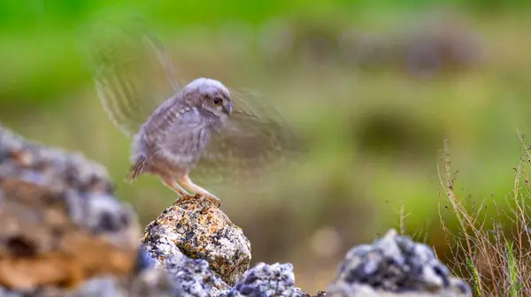 stock image Blurred Little Owl, Athene noctua, Mediterranean Forest, Castilla y Leon, Spain, Europe