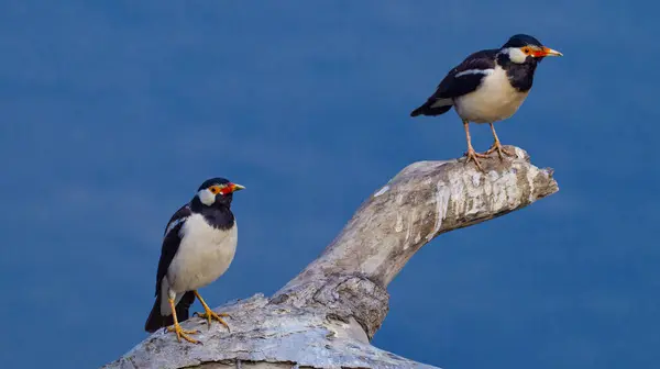 stock image Asian Pied Starling, Gracupica contra,  Wetlands, Royal Bardia National Park, Bardiya National Park, Nepal, Asia