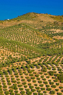 Olive Grove Land, Pinar, Granada, Endülüs, İspanya, Avrupa