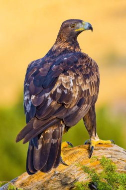 Golden Eagle, Aquila chrysaetos, Mediterranean Forest, Castile Leon, Spain, Europe