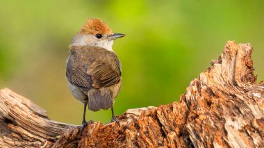 Blackcap, Sylvia atricapilla, Female Blackcap, Mediterranean Forest, Castilla y Leon, Spain, Europe clipart