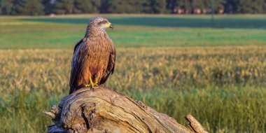Kara Uçurtma, Milvus migrans, Tarım Tarlaları, Castilla y Leon, İspanya, Avrupa