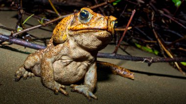 Cane Toad, Giant Neotropical Toad, Marine Toad, Rhinella marina, Marino Ballena Ulusal Parkı, Uvita de Osa, Puntarenas, Kosta Rika, Orta Amerika