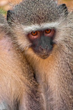 Vervet Maymunu, Cercopithecus aethiops, Kruger Ulusal Parkı, Mpumalanga, Güney Afrika, Afrika