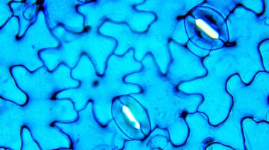 Stomata Vicia, Vicia faba, Under Optical Microscope clipart