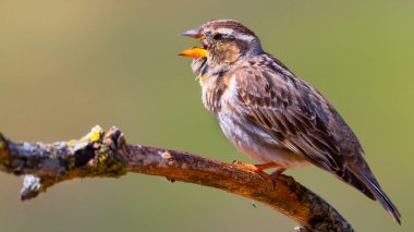 Rock Sparrow, Petronia Petronia, Akdeniz Ormanı, Castilla y Leon, İspanya, Avrupa